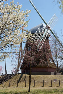 あけぼの山農業公園 巨大風車と桜