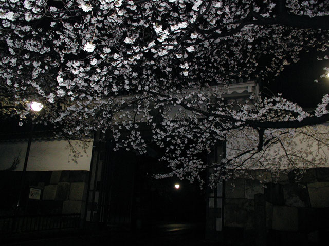 2001年3月 皇居の桜