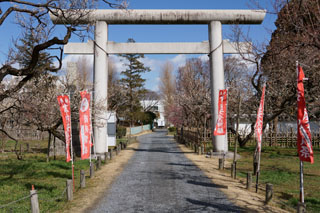 水戸の梅祭り 弘道館鹿島神社（鳥居）