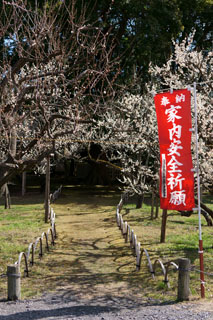 水戸の梅祭り 弘道館鹿島神社（境内）