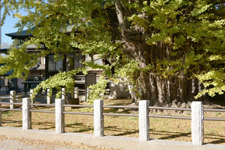 葛飾八幡宮 推定樹齢1200年 千本公孫樹
