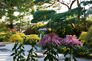 一茶双樹記念館 季節の菊飾り