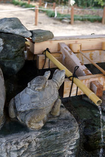 櫻木神社 手水舎の亀