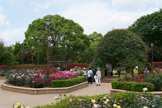 柏の葉公園 西洋庭園バラ園（八分咲き）