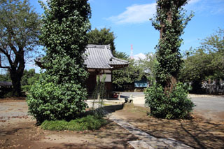 八幡神社 銀杏の木