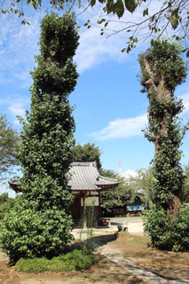 八幡神社 銀杏の木