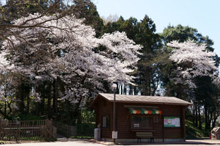 あけぼの山農業公園 売店裏の桜