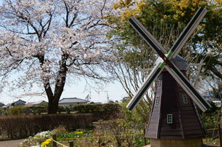 あけぼの山農業公園 本館前花壇の桜