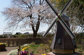 あけぼの山農業公園 本館前花壇の桜
