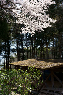 あけぼの山農業公園 売店裏の桜