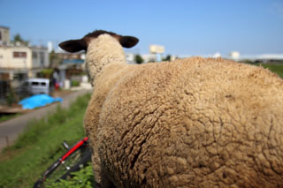 除草作業中の羊が逃走し襲われる