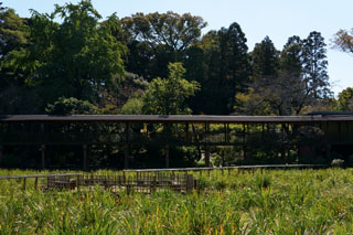 菖蒲池