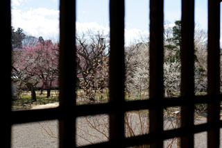 水戸の梅祭り 弘道館から見る梅園