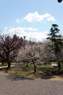 水戸の梅祭り 弘道館から見る梅園