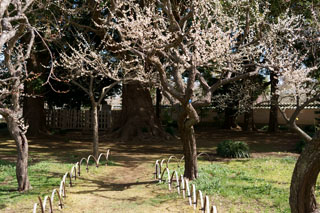 水戸の梅祭り 弘道館鹿島神社（境内）
