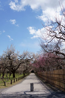 水戸の梅祭り 弘道館鹿島神社（梅園）
