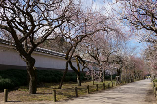 水戸の梅祭り 弘道館