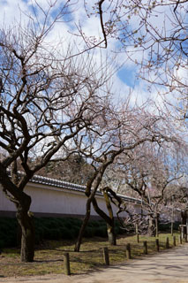 水戸の梅祭り 弘道館