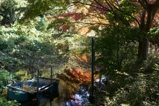 じゅん菜池緑地の紅葉 水生植物池