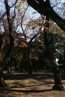 真間山弘法寺の紅葉