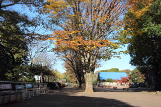 市川動植物園 ケヤキの紅葉