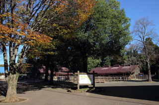 市川動植物園 ケヤキの紅葉