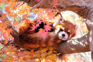 市川動植物園名物 紅葉のレッサーパンダ