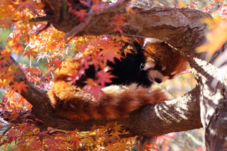 市川動植物園 レッサーパンダと紅葉