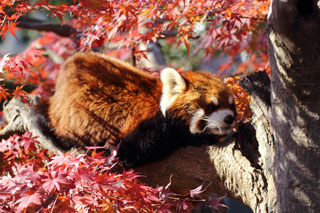 市川動植物園 レッサーパンダと紅葉