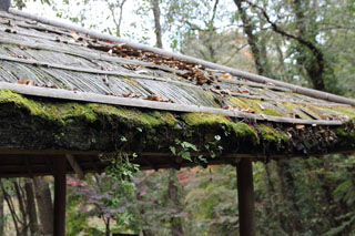 大町自然観察園 東屋 藁葺きに生えた苔