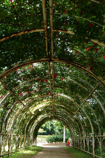 市川市動植物園（大町公園）バラのトンネル