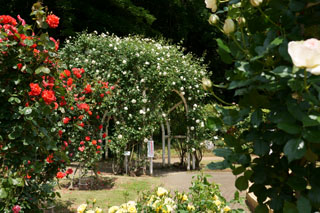 市川市動植物園（大町公園）バラのドーム