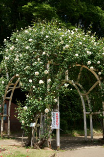 市川市動植物園（大町公園）バラのドーム