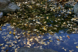 龍神堂 神池に浮かぶ銀杏の葉