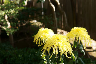 一茶双樹記念館 季節の菊飾り
