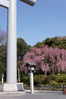 櫻木神社 三春小桜と大鳥居