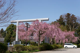 櫻木神社 大鳥居前駐車場