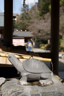 櫻木神社 手水舎の亀