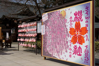 櫻木神社 さくらの日まいり御朱印符