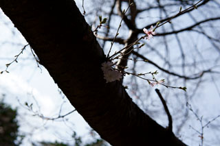 櫻木神社 桜の開花