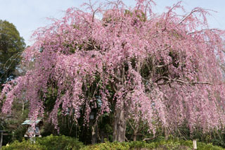 MTBで櫻木神社の三春小桜を見に行く