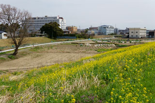 江戸川 菜の花ロード
