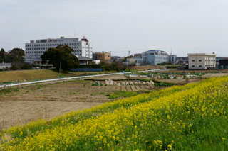 江戸川 菜の花ロード