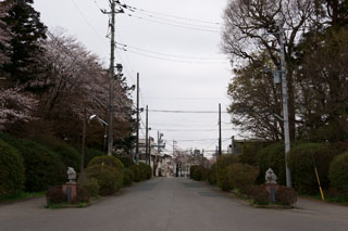 清水公園駅前の桜