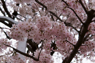 清水公園駅前の桜