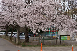 清水公園 駐車場の桜