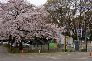 清水公園 駐車場の桜