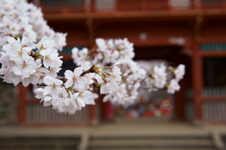 清水公園 金乗院 仁王門の桜