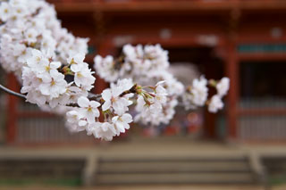 清水公園 金乗院 仁王門の桜