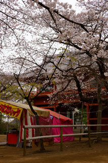 清水公園 金乗院の桜 屋台